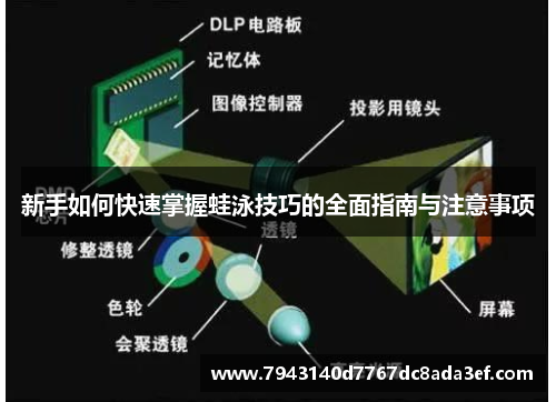 新手如何快速掌握蛙泳技巧的全面指南与注意事项